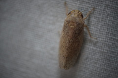 Curtara insularis