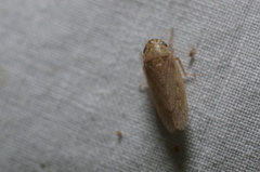 Curtara insularis