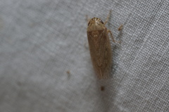 Curtara insularis
