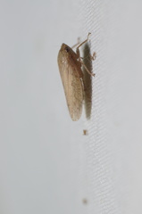 Curtara insularis