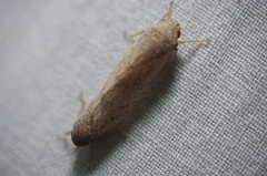 Curtara insularis