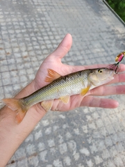 Nocomis platyrhynchus