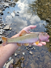 Nocomis platyrhynchus