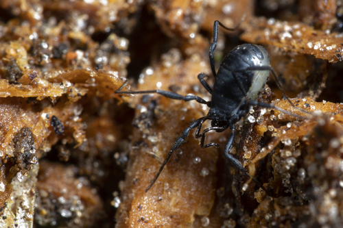 Nemastoma dentigerum, 4700 Næstved, Danmark, photo 5 of 10