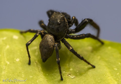 Heliophanus transvaalicus