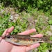 Great Basin Redband Trout - Photo (c) Cameron, some rights reserved (CC BY-NC), uploaded by Cameron