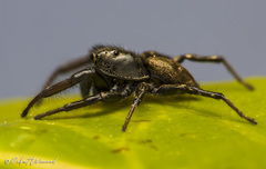 Heliophanus transvaalicus