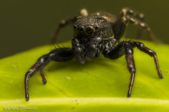 Heliophanus transvaalicus