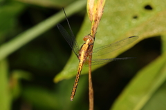 Erythrodiplax avittata