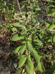 Buddleja sessiliflora