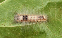 Pteredoa monosticta