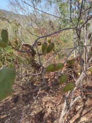 Sarcomphalus amole