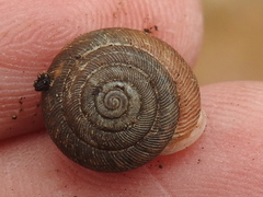 Inflectarius inflectus