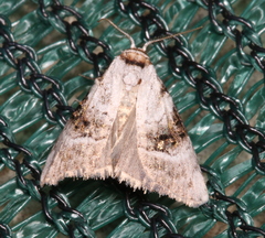 Acatapaustus metallopa