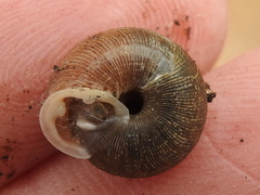 Inflectarius inflectus