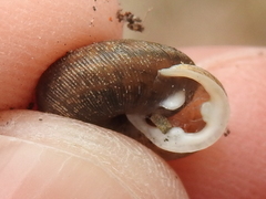 Inflectarius inflectus