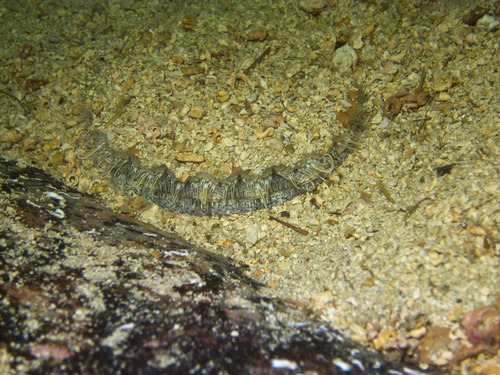 Great Scallop