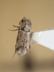 Lepidocnemeplatia sericea
