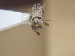 Lepidocnemeplatia sericea