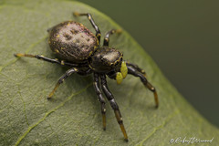 Heliophanus transvaalicus