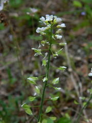 Noccaea fendleri