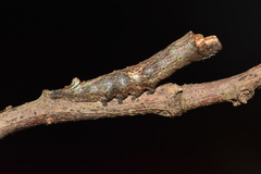 Antiophlebia bracteata