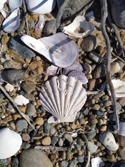 Aequipecten tehuelchus