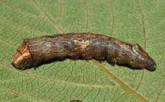 Antiophlebia bracteata