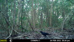 Crypturellus cinnamomeus