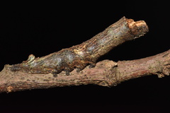 Antiophlebia bracteata