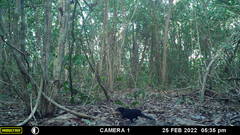 Crypturellus cinnamomeus