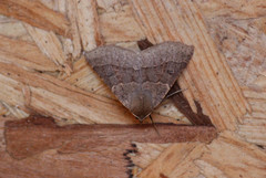 Crocallis dardoinaria