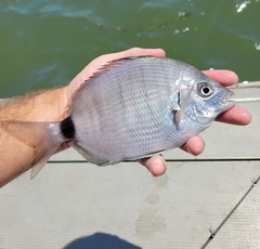 Diplodus holbrookii