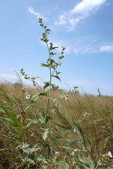 Althaea taurinensis