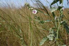 Althaea taurinensis