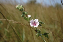 Althaea taurinensis