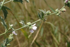 Althaea taurinensis