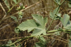 Althaea taurinensis