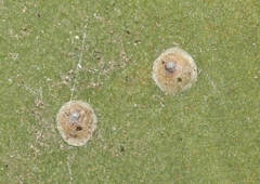 Hemiberlesia lataniae