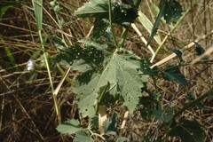 Althaea taurinensis