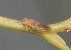 Blastopsylla occidentalis