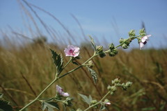 Althaea taurinensis