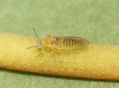 Blastopsylla occidentalis