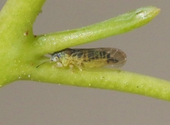 Blastopsylla occidentalis