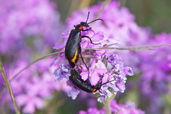 Lytta cribrata