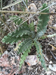 Cirsium occidentale