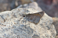 Amblyscirtes oslari