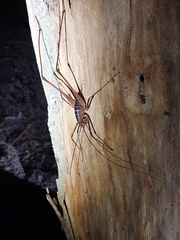 Pachyrhamma acanthocerum