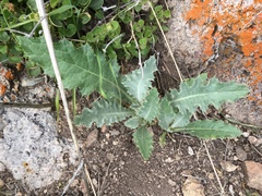 Cirsium occidentale