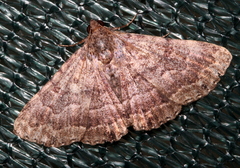 Diatenes aglossoides